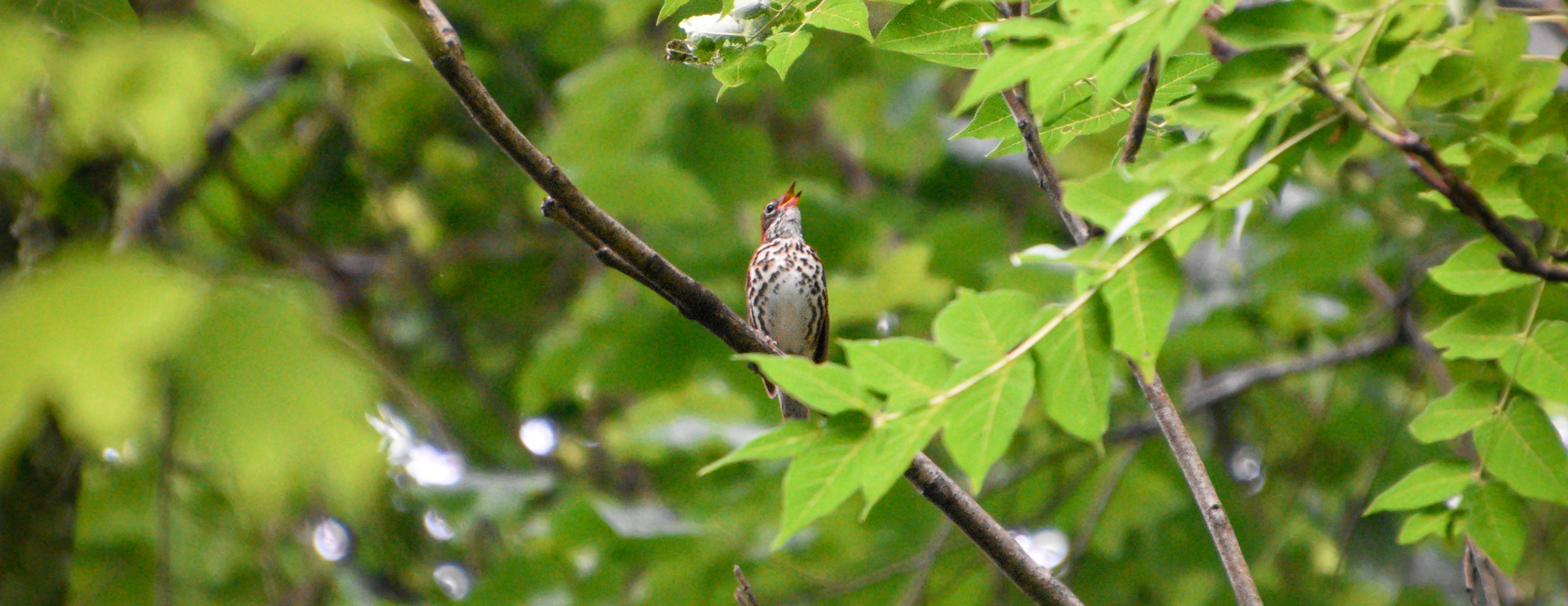 Birding with TRGT - May 22, 2026